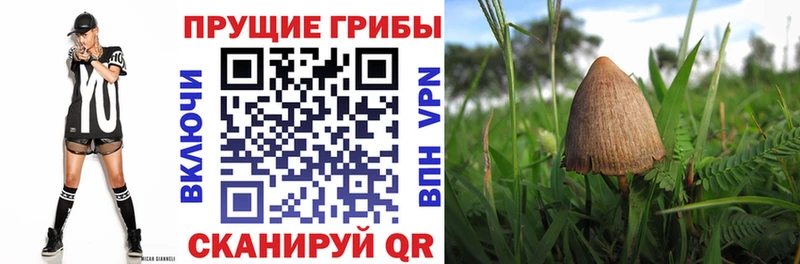 Купить где  Новоузенск  Галлюциногенные грибы MAGIC MUSHROOMS 